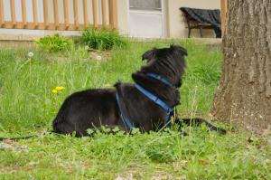 <img300*0:stuff/z/10620/April%2520Canine%25202010/April%20Canine%202010%200018.jpg>