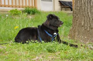 <img300*0:stuff/z/10620/April%2520Canine%25202010/April%20Canine%202010%200019.jpg>