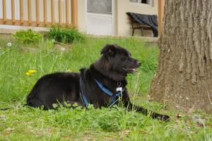 <img300*0:stuff/z/10620/April%2520Canine%25202010/April%20Canine%202010%200020.jpg>