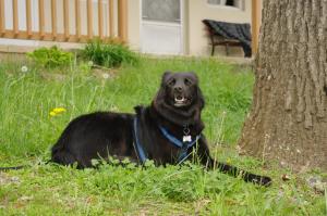 <img300*0:stuff/z/10620/April%2520Canine%25202010/April%20Canine%202010%200021.jpg>