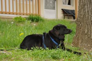 <img300*0:stuff/z/10620/April%2520Canine%25202010/April%20Canine%202010%200022.jpg>