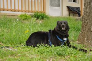 <img300*0:stuff/z/10620/April%2520Canine%25202010/April%20Canine%202010%200023.jpg>