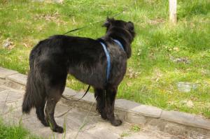 <img300*0:stuff/z/10620/April%2520Canine%25202010/April%20Canine%202010%200024.jpg>