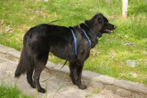 <img300*0:stuff/z/10620/April%2520Canine%25202010/April%20Canine%202010%200025.jpg>