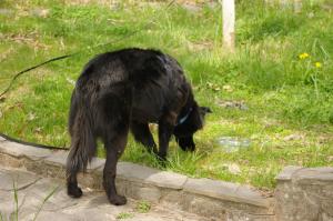 <img300*0:stuff/z/10620/April%2520Canine%25202010/April%20Canine%202010%200026.jpg>