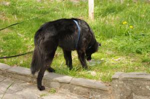 <img300*0:stuff/z/10620/April%2520Canine%25202010/April%20Canine%202010%200027.jpg>