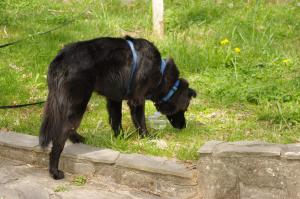 <img300*0:stuff/z/10620/April%2520Canine%25202010/April%20Canine%202010%200028.jpg>
