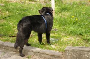 <img300*0:stuff/z/10620/April%2520Canine%25202010/April%20Canine%202010%200029.jpg>