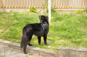<img300*0:stuff/z/10620/April%2520Canine%25202010/April%20Canine%202010%200030.jpg>