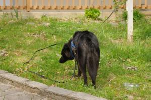 <img300*0:stuff/z/10620/April%2520Canine%25202010/April%20Canine%202010%200031.jpg>