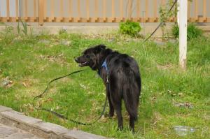 <img300*0:stuff/z/10620/April%2520Canine%25202010/April%20Canine%202010%200032.jpg>