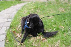 <img300*0:stuff/z/10620/April%2520Canine%25202010/April%20Canine%202010%200033.jpg>