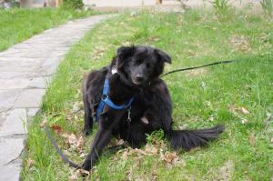<img300*0:stuff/z/10620/April%2520Canine%25202010/April%20Canine%202010%200034.jpg>