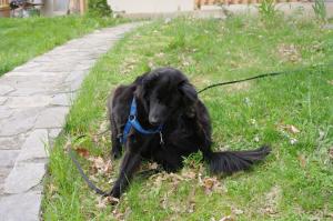<img300*0:stuff/z/10620/April%2520Canine%25202010/April%20Canine%202010%200035.jpg>