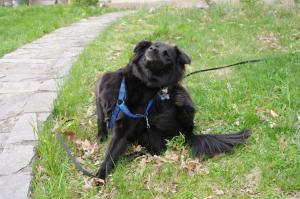 <img300*0:stuff/z/10620/April%2520Canine%25202010/April%20Canine%202010%200036.jpg>