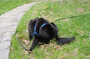 <img300*0:stuff/z/10620/April%2520Canine%25202010/April%20Canine%202010%200037.jpg>