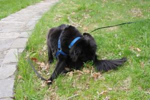 <img300*0:stuff/z/10620/April%2520Canine%25202010/April%20Canine%202010%200038.jpg>
