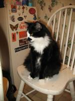 <img0*200:stuff/z/10620/Sky%2527s%2520Cat%2520Reference%25202/cat12-01-07-0011.jpg>