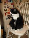 <img100*0:stuff/z/10620/Sky%2527s%2520Cat%2520Reference%25202/cat12-01-07-0011.jpg>