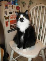 <img0*200:stuff/z/10620/Sky%2527s%2520Cat%2520Reference%25202/cat12-01-07-0012.jpg>