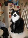 <img100*0:stuff/z/10620/Sky%2527s%2520Cat%2520Reference%25202/cat12-01-07-0013.jpg>