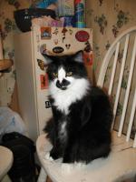 <img0*200:stuff/z/10620/Sky%2527s%2520Cat%2520Reference%25202/cat12-01-07-0014.jpg>
