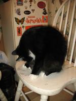 <img0*200:stuff/z/10620/Sky%2527s%2520Cat%2520Reference%25202/cat12-01-07-0015.jpg>