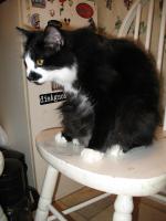 <img0*200:stuff/z/10620/Sky%2527s%2520Cat%2520Reference%25202/cat12-01-07-0016.jpg>