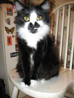 <img0*200:stuff/z/10620/Sky%2527s%2520Cat%2520Reference%25202/cat12-01-07-0017.jpg>