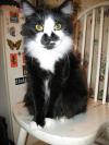 <img100*0:stuff/z/10620/Sky%2527s%2520Cat%2520Reference%25202/cat12-01-07-0017.jpg>