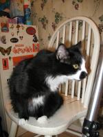 <img0*200:stuff/z/10620/Sky%2527s%2520Cat%2520Reference%25202/cat12-01-07-0018.jpg>