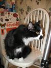 <img100*0:stuff/z/10620/Sky%2527s%2520Cat%2520Reference%25202/cat12-01-07-0018.jpg>