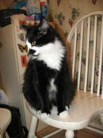 <img0*200:stuff/z/10620/Sky%2527s%2520Cat%2520Reference%25202/cat12-01-07-0019.jpg>