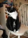 <img100*0:stuff/z/10620/Sky%2527s%2520Cat%2520Reference%25202/cat12-01-07-0019.jpg>
