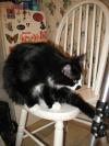<img100*0:stuff/z/10620/Sky%2527s%2520Cat%2520Reference%25202/cat12-01-07-0020.jpg>