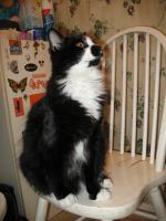 <img0*200:stuff/z/10620/Sky%2527s%2520Cat%2520Reference%25202/cat12-01-07-0021.jpg>