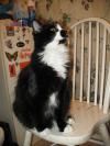 <img100*0:stuff/z/10620/Sky%2527s%2520Cat%2520Reference%25202/cat12-01-07-0021.jpg>