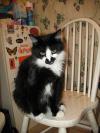 <img100*0:stuff/z/10620/Sky%2527s%2520Cat%2520Reference%25202/cat12-01-07-0022.jpg>