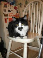<img0*200:stuff/z/10620/Sky%2527s%2520Cat%2520Reference%25202/cat12-01-07-0023.jpg>