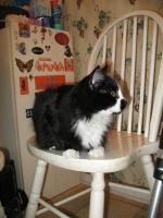 <img0*200:stuff/z/10620/Sky%2527s%2520Cat%2520Reference%25202/cat12-01-07-0024.jpg>