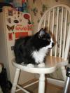 <img100*0:stuff/z/10620/Sky%2527s%2520Cat%2520Reference%25202/cat12-01-07-0024.jpg>