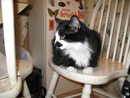<img0*200:stuff/z/10620/Sky%2527s%2520Cat%2520Reference%25202/cat12-01-07-0025.jpg>