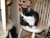 <img100*0:stuff/z/10620/Sky%2527s%2520Cat%2520Reference%25202/cat12-01-07-0025.jpg>