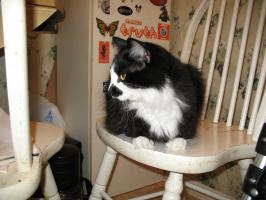 <img0*200:stuff/z/10620/Sky%2527s%2520Cat%2520Reference%25202/cat12-01-07-0026.jpg>