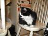 <img100*0:stuff/z/10620/Sky%2527s%2520Cat%2520Reference%25202/cat12-01-07-0026.jpg>