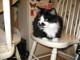 <img0*200:stuff/z/10620/Sky%2527s%2520Cat%2520Reference%25202/cat12-01-07-0027.jpg>