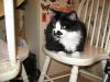 <img100*0:stuff/z/10620/Sky%2527s%2520Cat%2520Reference%25202/cat12-01-07-0027.jpg>