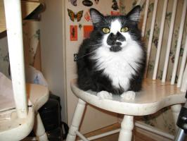 <img0*200:stuff/z/10620/Sky%2527s%2520Cat%2520Reference%25202/cat12-01-07-0028.jpg>