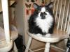 <img100*0:stuff/z/10620/Sky%2527s%2520Cat%2520Reference%25202/cat12-01-07-0028.jpg>