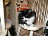<img100*0:stuff/z/10620/Sky%2527s%2520Cat%2520Reference%25202/cat12-01-07-0029.jpg>